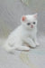 Elton | exotic shorthair kitten