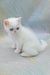 Elton | exotic shorthair kitten