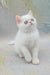 Elton | exotic shorthair kitten