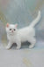 Elton | exotic shorthair kitten