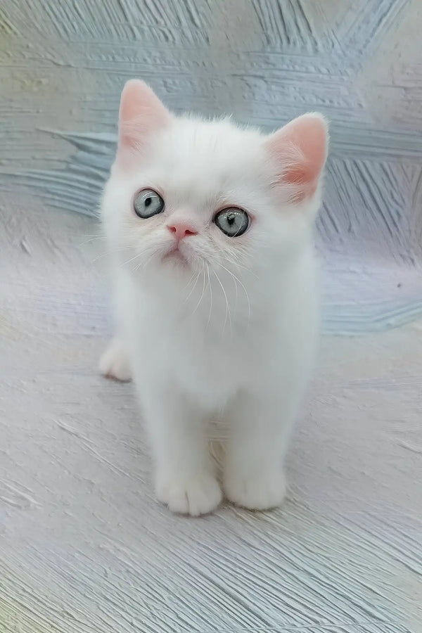 Elton | exotic shorthair kitten