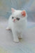 Elton | exotic shorthair kitten