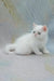 Elton | exotic shorthair kitten