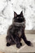 Black Maine Coon cat featured in the Elton Maine Coon Kitten product line