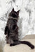 Standing black Maine Coon cat showcasing the Elton Maine Coon Kitten product