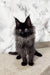 Cute Black Maine Coon kitten named Elton in a stylish pose