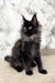 Black Maine Coon kitten named Elton looking adorable and playful