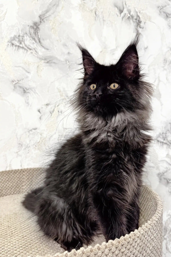 Black Maine Coon kitten named Elton, adorable and fluffy, perfect for cat lovers