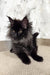 Fluffy black Maine Coon kitten named Elton ready to steal your heart!