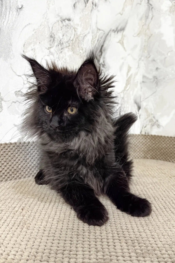 Fluffy black Maine Coon kitten named Elton ready to steal your heart!