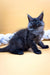 Fluffy gray Maine Coon kitten sitting cutely on a light surface in Elton product