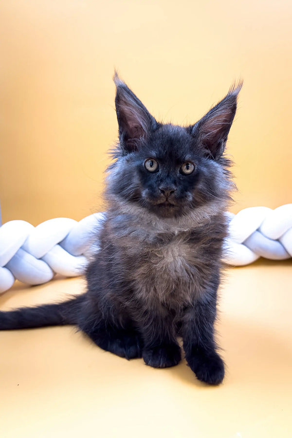 Fluffy gray Maine Coon kitten with ear tufts in Elton collection