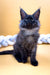 Fluffy gray Maine Coon kitten with big ears and alert eyes, perfect for cuddles