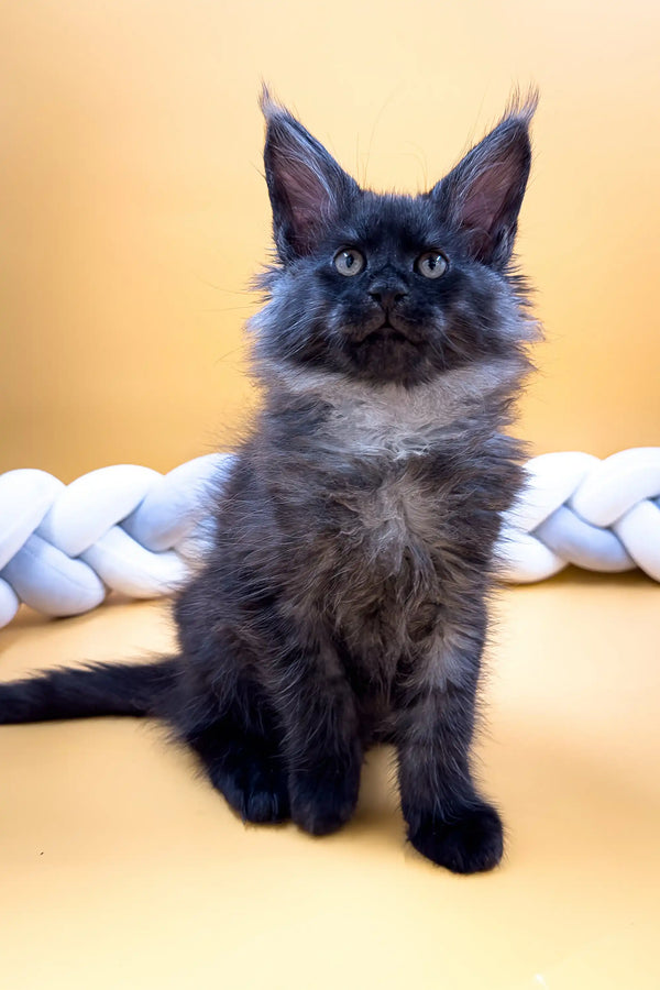 Fluffy gray Maine Coon kitten with big ears and alert eyes, perfect for cuddles