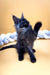 Fluffy black Maine Coon kitten with alert ears and an upright tail, perfect for cuddles