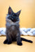 Fluffy gray Maine Coon kitten with pointed ears sitting upright, perfect for cuddles