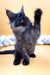 Fluffy gray and black Maine Coon kitten with pointed ears standing upright