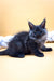 Fluffy gray Maine Coon kitten with pointed ears sitting on a surface