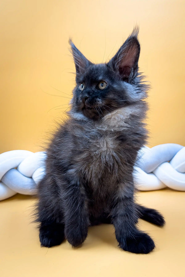 Fluffy dark Maine Coon kitten with striking blue eyes and long fur