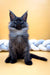 Fluffy black and gray Maine Coon kitten with pointed ears sitting upright