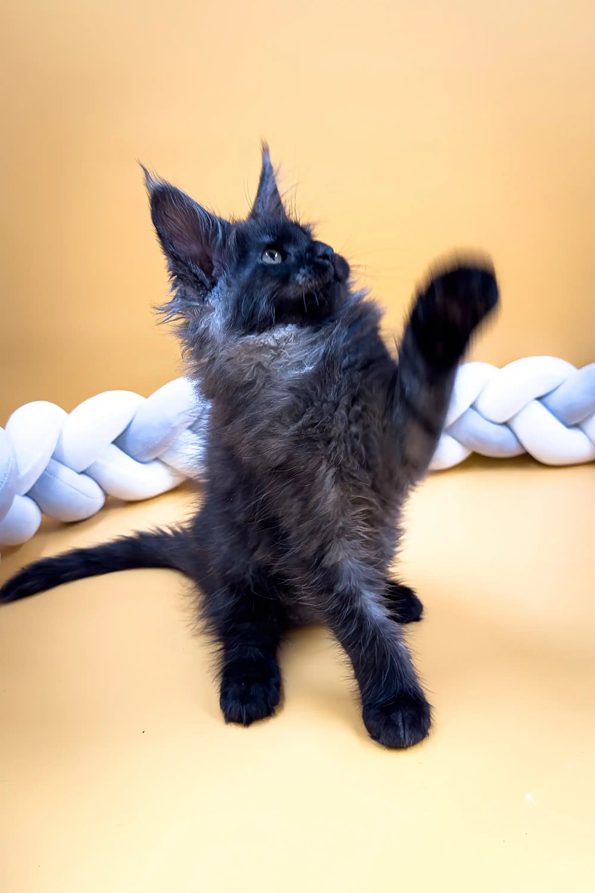Maine Coon Kittens for Sale Elton | Kitten