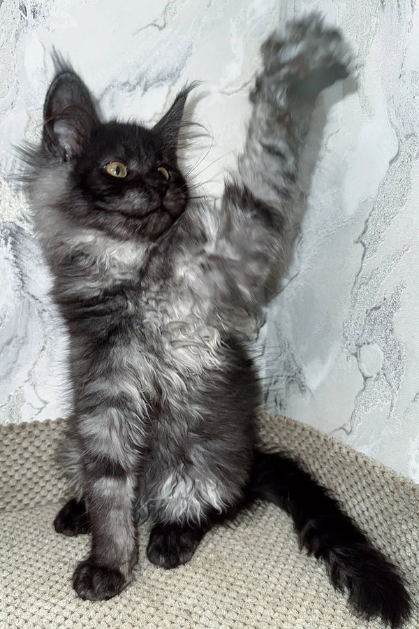 Elven | maine coon kitten