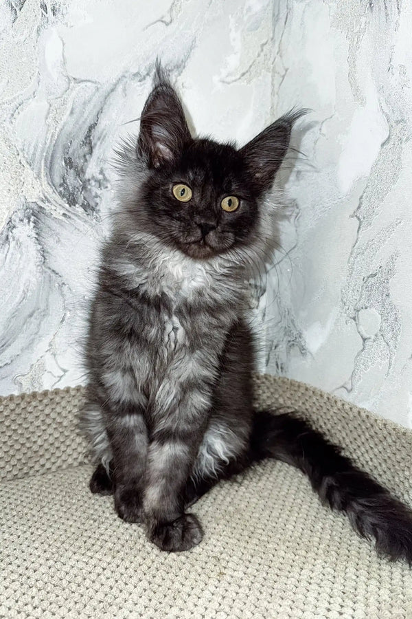 Elven | maine coon kitten