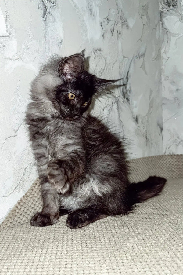 Elven | maine coon kitten