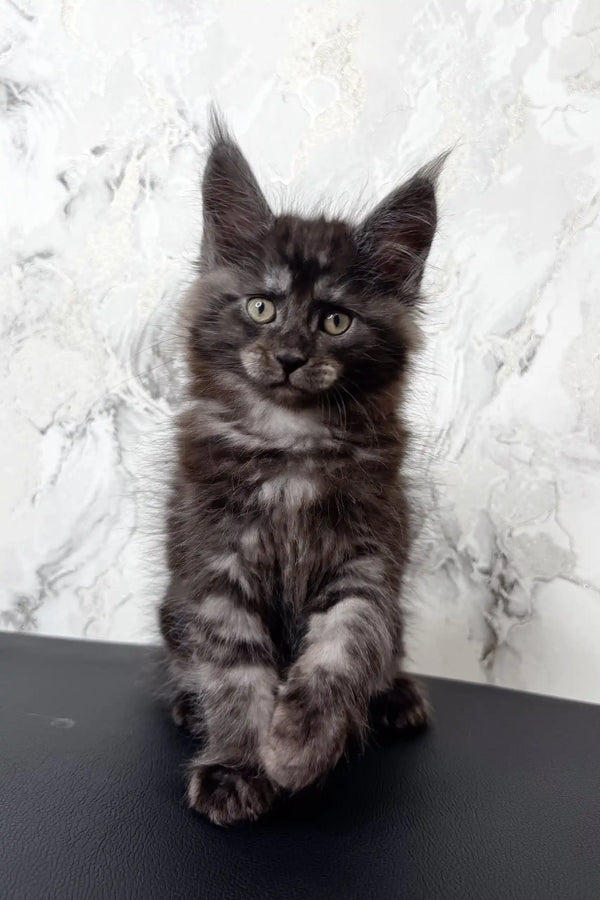 Cute black and gray Maine Coon kitten from the Elven collection