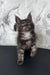 Adorable Gray Maine Coon kitten named Elven ready for love and cuddles