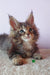 Adorable Maine Coon kitten named Elvin with striking blue eyes staring cutely