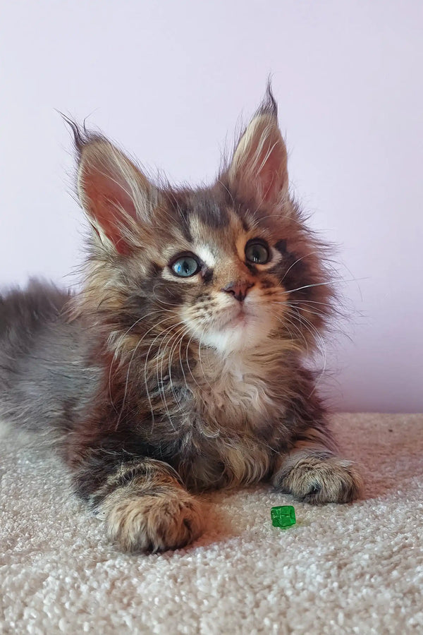 Adorable Maine Coon kitten named Elvin with striking blue eyes staring cutely