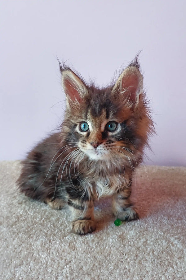 Fluffy brown tabby Maine Coon kitten named Elvin with striking blue eyes