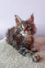 Fluffy brown tabby kitten with heterochromia from the Elvin Maine Coon collection