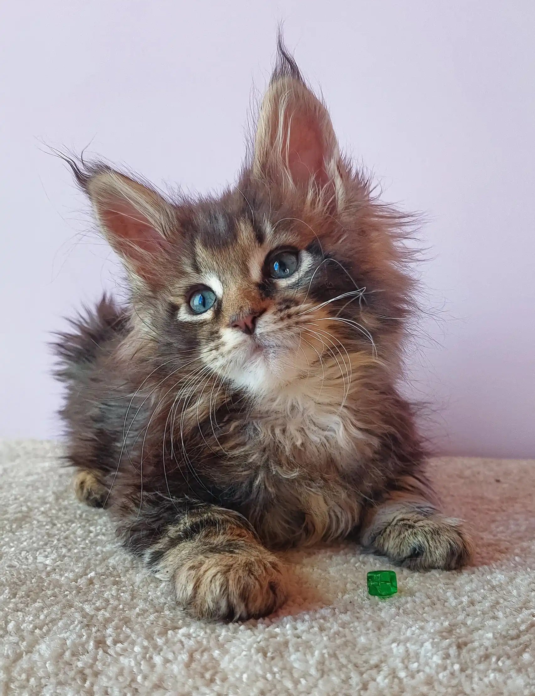 Fluffy brown tabby kitten Elvin with striking blue eyes from Maine Coon breed