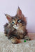 Fluffy brown tabby kitten Elvin with striking blue eyes from Maine Coon breed