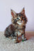 Fluffy brown tabby Maine Coon kitten named Elvin ready to bring joy to your home