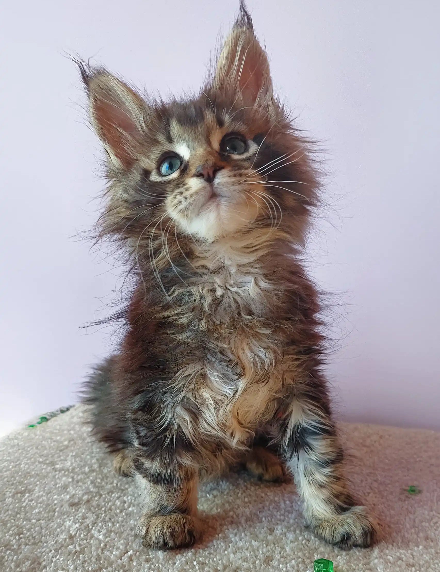 Fluffy Tabby Kitten with Pointed Ears featured in the Elvin Maine Coon Kitten collection