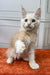 White fluffy Maine Coon kitten Elvis with big ears sitting on orange surface