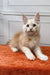 Fluffy cream-colored Elvis Maine Coon kitten with alert ears on an orange surface