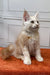 Fluffy Elvis Maine Coon kitten sitting upright in cream and white fur