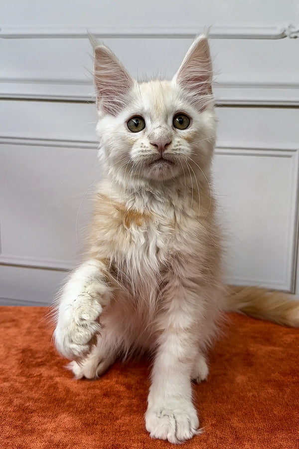 Fluffy Elvis Maine Coon kitten with big ears sitting upright and looking adorable