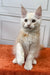 White fluffy Elvis Maine Coon kitten sitting upright on an orange surface