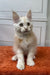 Adorable Elvis Maine Coon Kitten with fluffy white fur and big ears sitting up