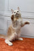 Elvis Maine Coon Kitten sitting upright with paws raised, looking adorable and playful