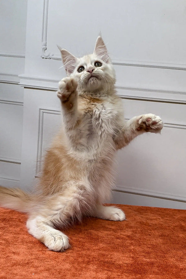 Elvis Maine Coon Kitten sitting upright with paws raised, looking adorable and playful