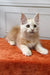 Fluffy Elvis Maine Coon kitten with big ears sitting on orange surface