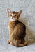 Elyna | abyssinian kitten