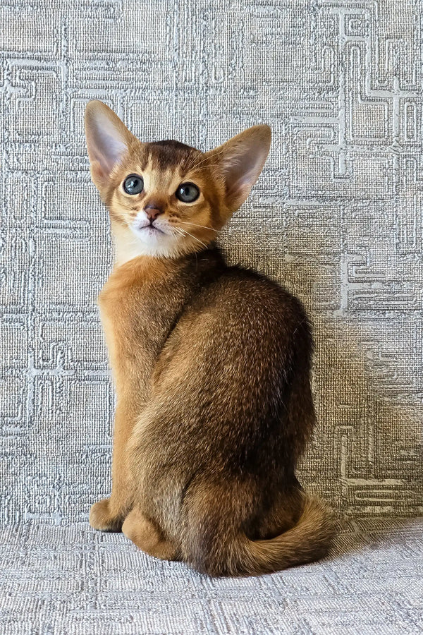 Elyna | abyssinian kitten
