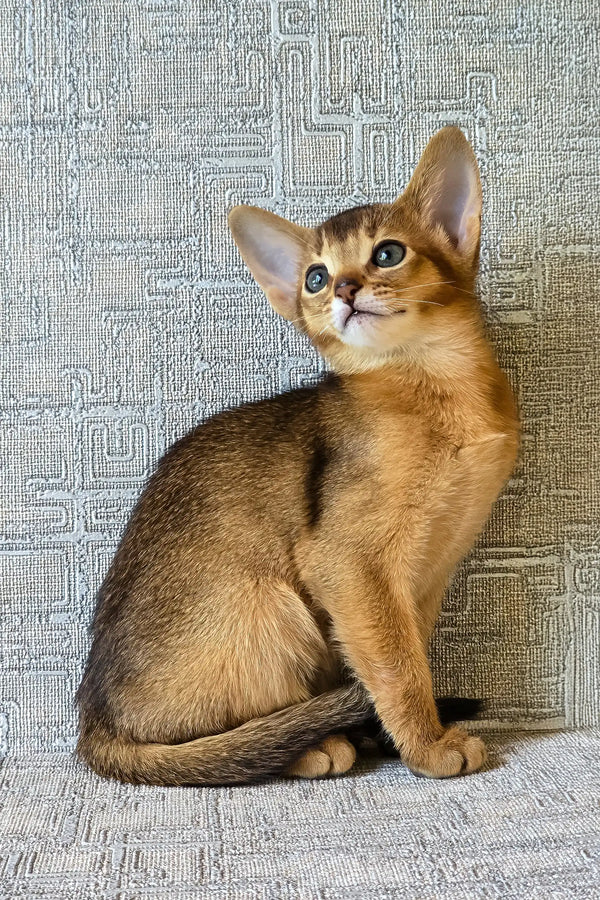 Elyna | abyssinian kitten